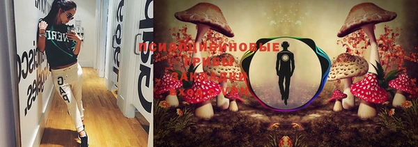 PSILOCYBIN Каменск-Шахтинский